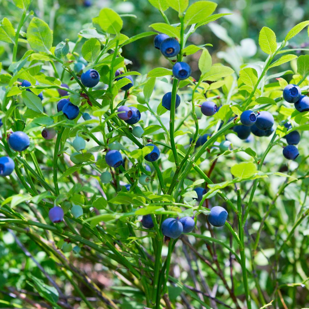 Livraison plante Myrtille bio x 3