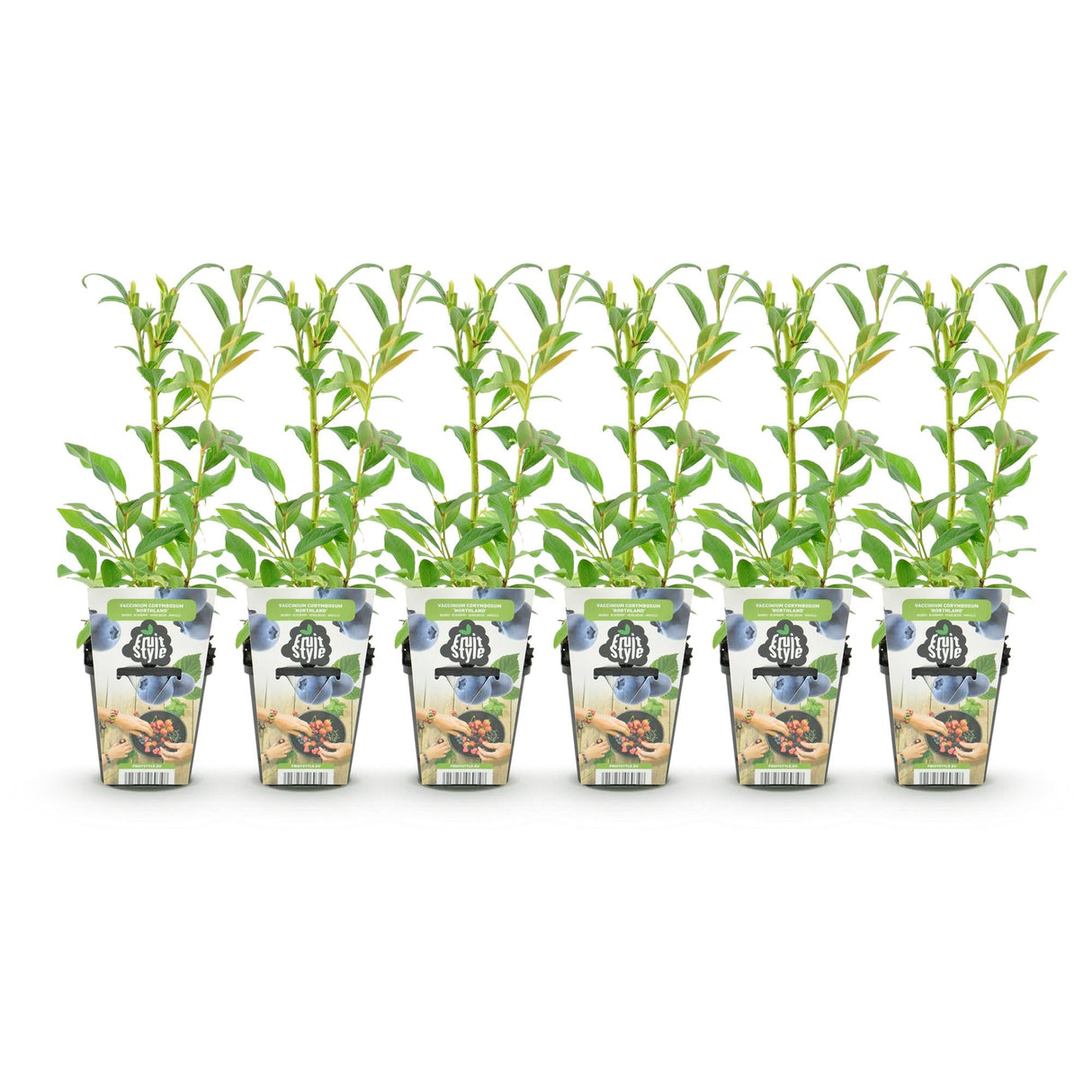 Livraison plante Myrtille Northland – Lot de 6 – Pot 9 cm