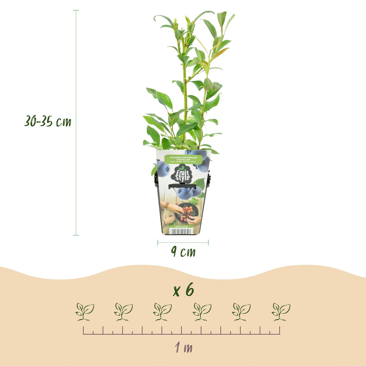 Livraison plante Myrtille Northland – Lot de 6 – Pot 9 cm