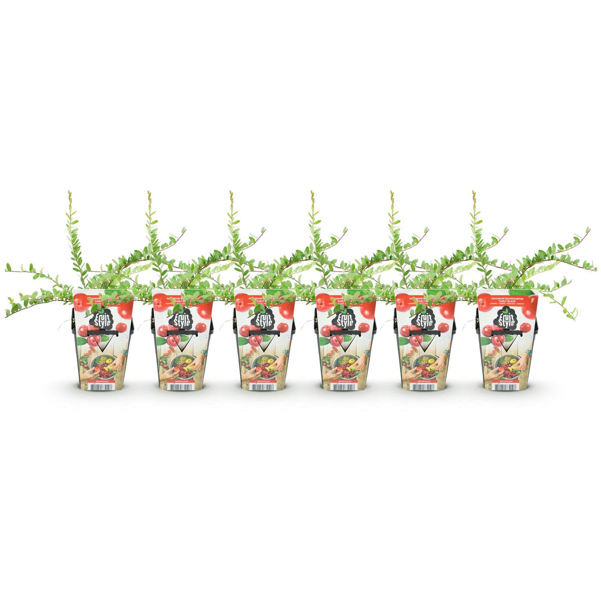 Livraison plante Myrtillier Early Black – Lot de 6 – Pot 9 cm