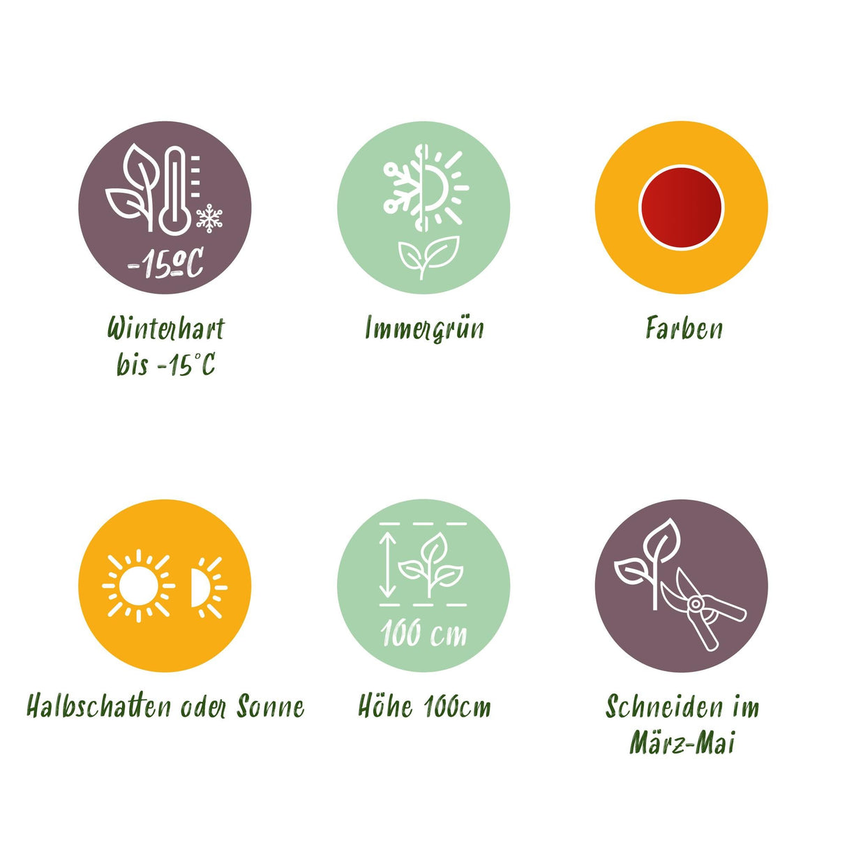 Livraison plante Nandina domestica Blush Pink – Pot 17 cm – Hauteur 40 cm