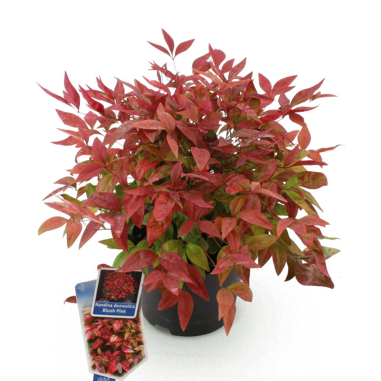 Livraison plante Nandina domestica Blush Pink – Pot 17 cm – Hauteur 40 cm