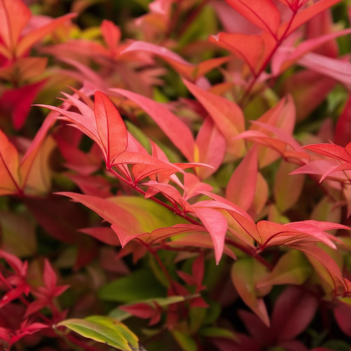 Livraison plante Nandina domestica Gulfstream – Pot 17 cm – Hauteur 45 cm
