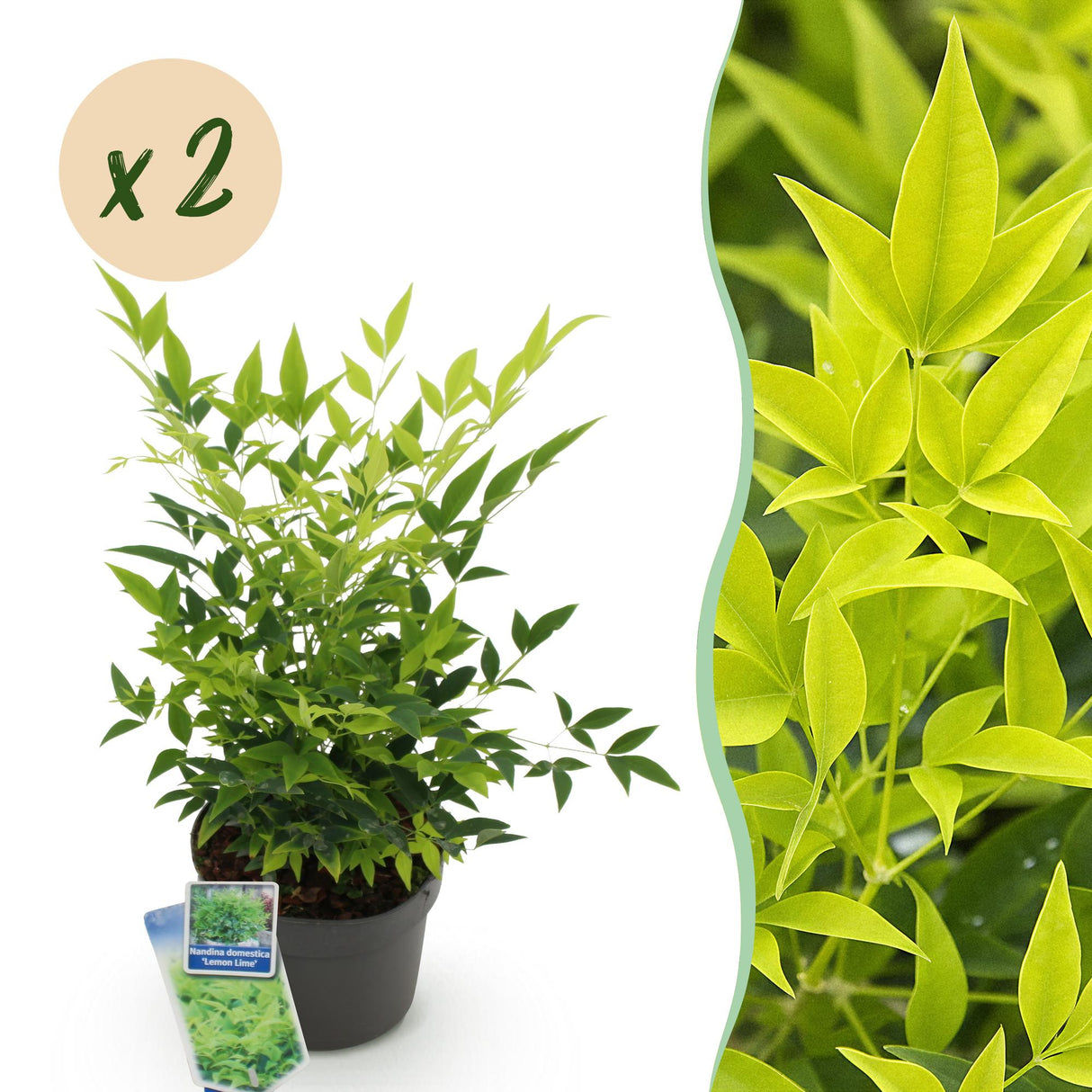Livraison plante Nandina domestica Lemon & Lime – Lot de 2 – Pot 17 cm – Hauteur 45 cm