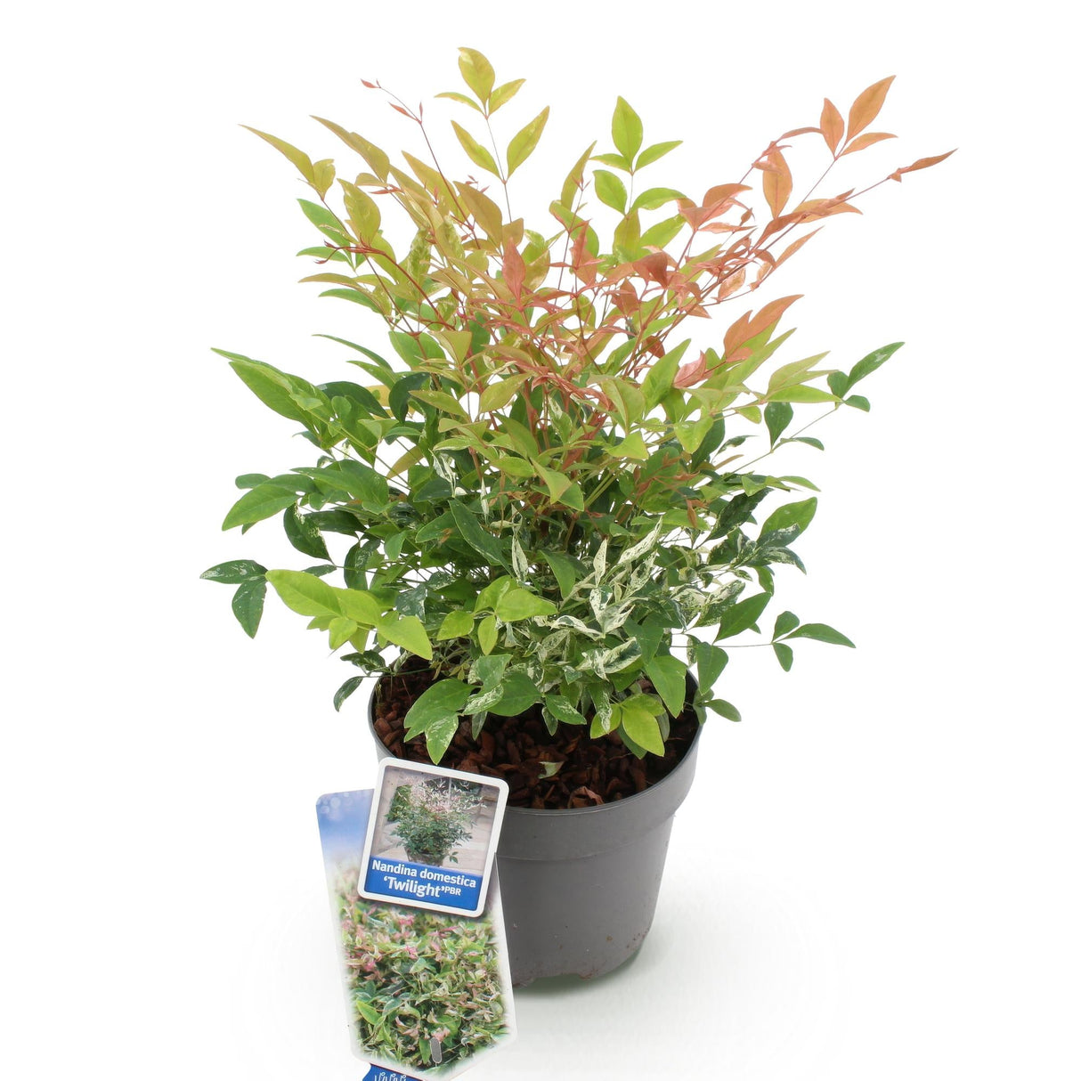 Livraison plante Nandina Twilight – Lot de 1 – Pot 17 cm – Hauteur 45 cm