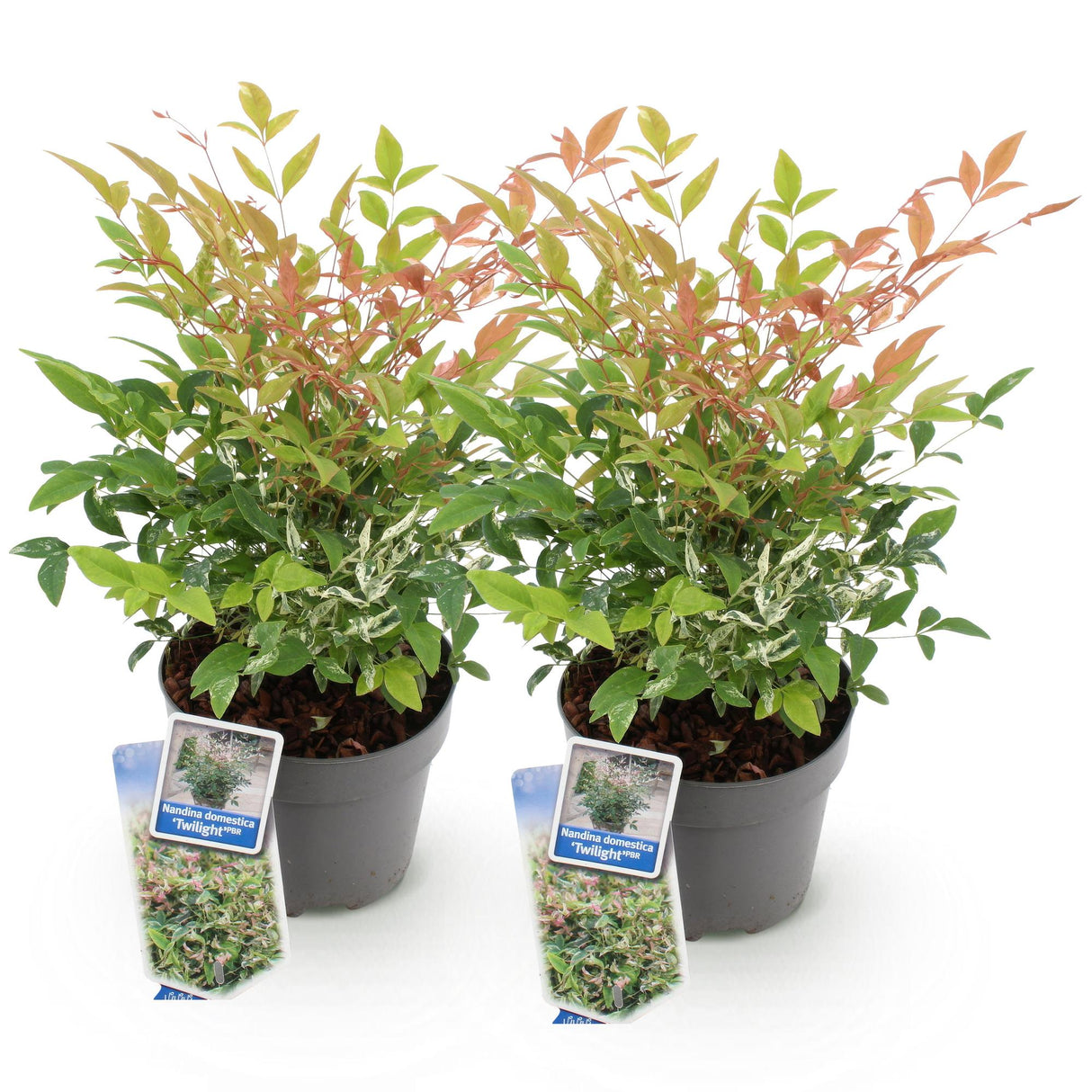 Livraison plante Nandina Twilight – Lot de 2 – Pot 17 cm – Hauteur 45 cm