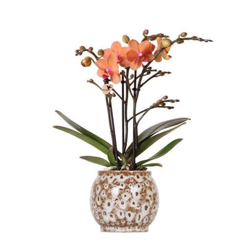 Orchidée Corail et son pot