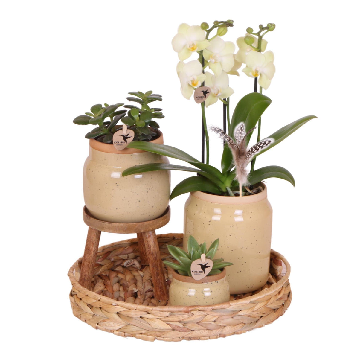 Livraison plante Orchidée Phalaenopsis Jaune et Plante Verte en Pot Vintage