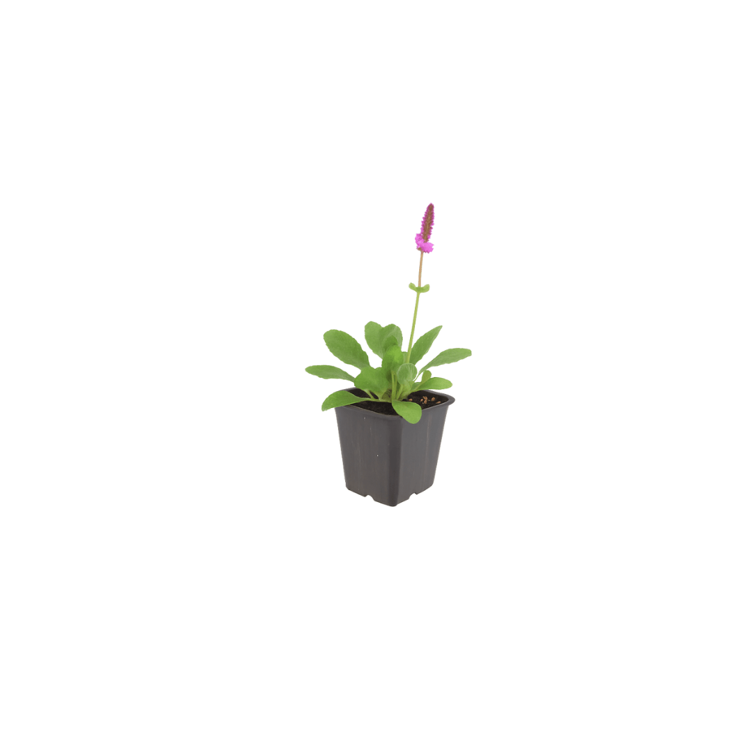 Livraison plante Oreille d'ours hummelo
