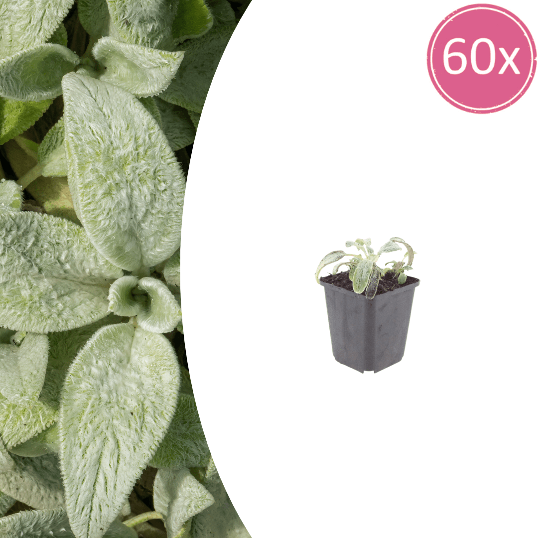 Livraison plante Oreille d'ours stachys silver