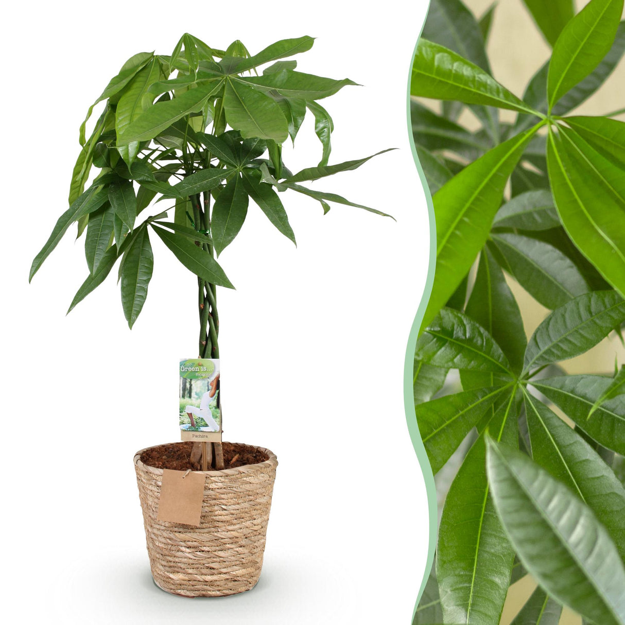 Livraison plante Pachira Aquatica et panier H90cm