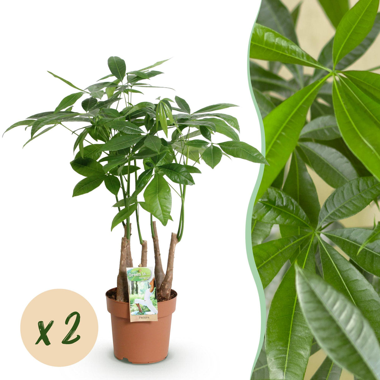 Livraison plante Pachira aquatica multi - tiges – Lot de 2 – Hauteur 50 - 55 cm