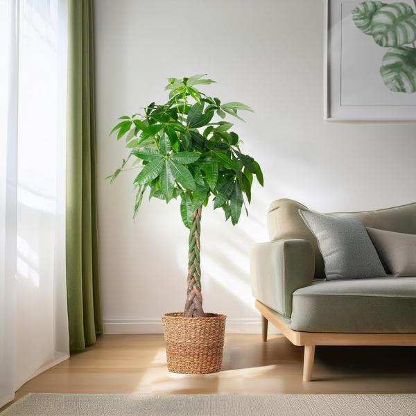 Livraison plante Pachira Aquatica XL et son pot