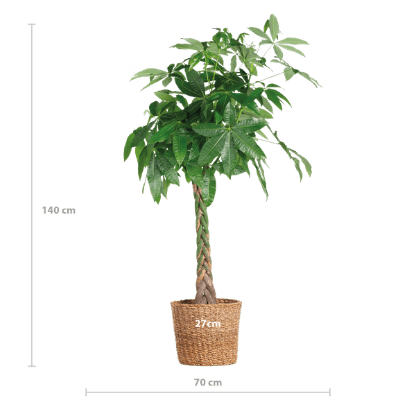 Livraison plante Pachira Aquatica XL et son pot