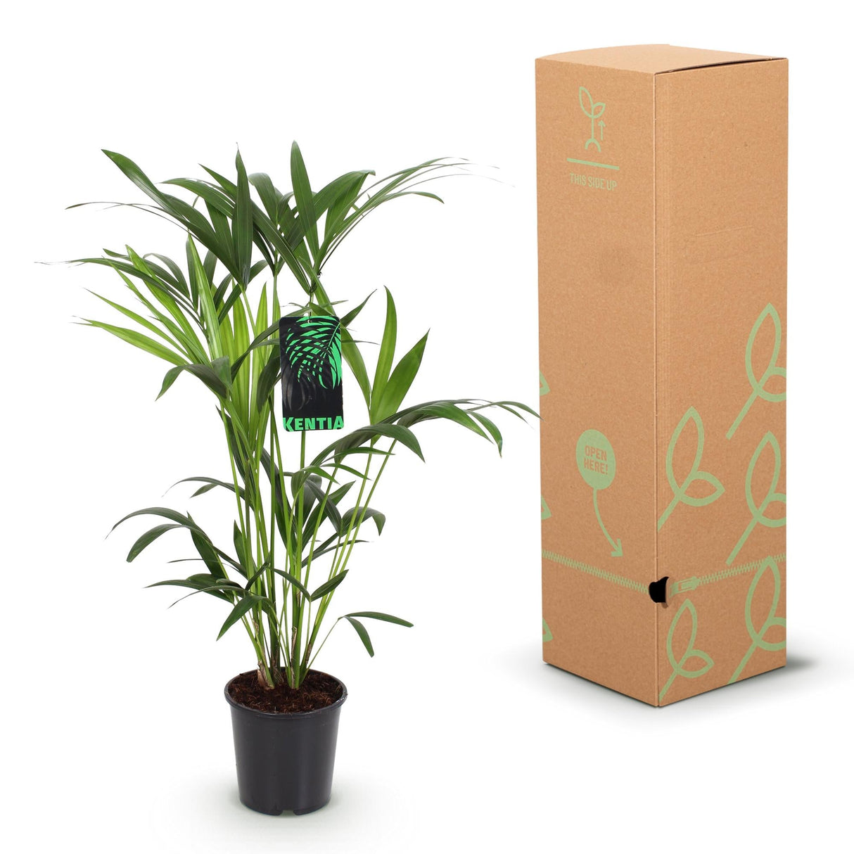 Livraison plante Palmier Kentia – Lot de 2 – Pot 19 cm – Hauteur 80 cm