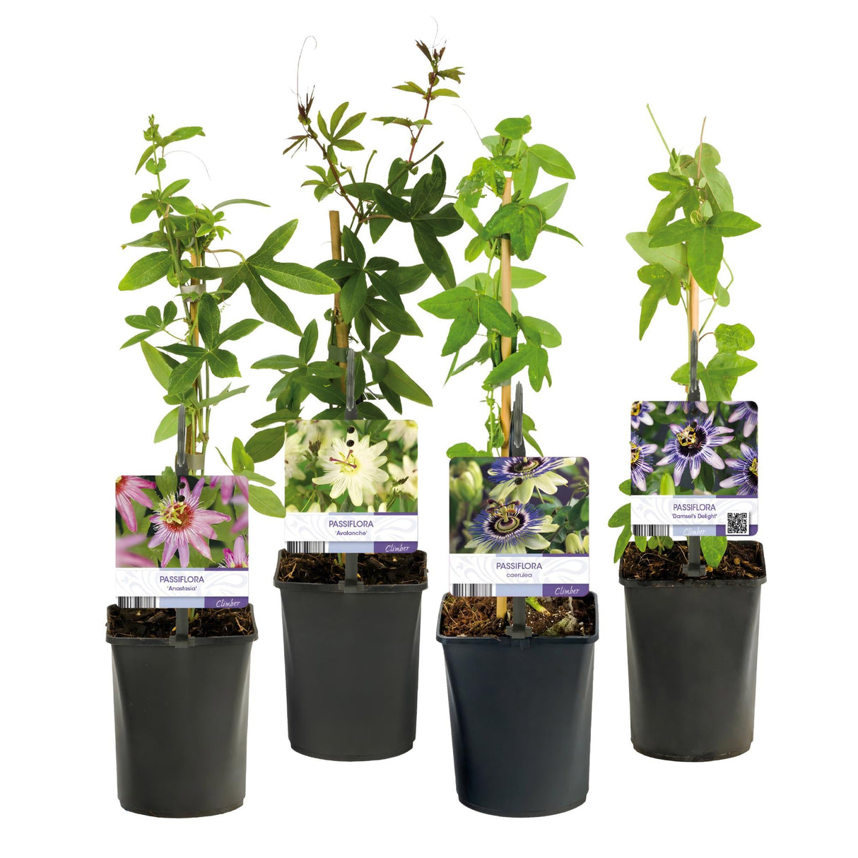 Livraison plante Passiflora Rainbow – Lot de 4 – Pot 11 cm – Hauteur 40 cm