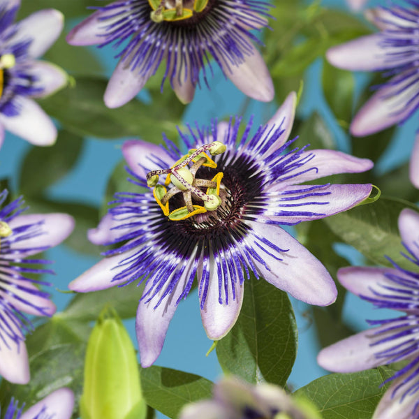 Livraison plante Passiflore Damsel's Delight – Lot de 2 – Pot 11 cm
