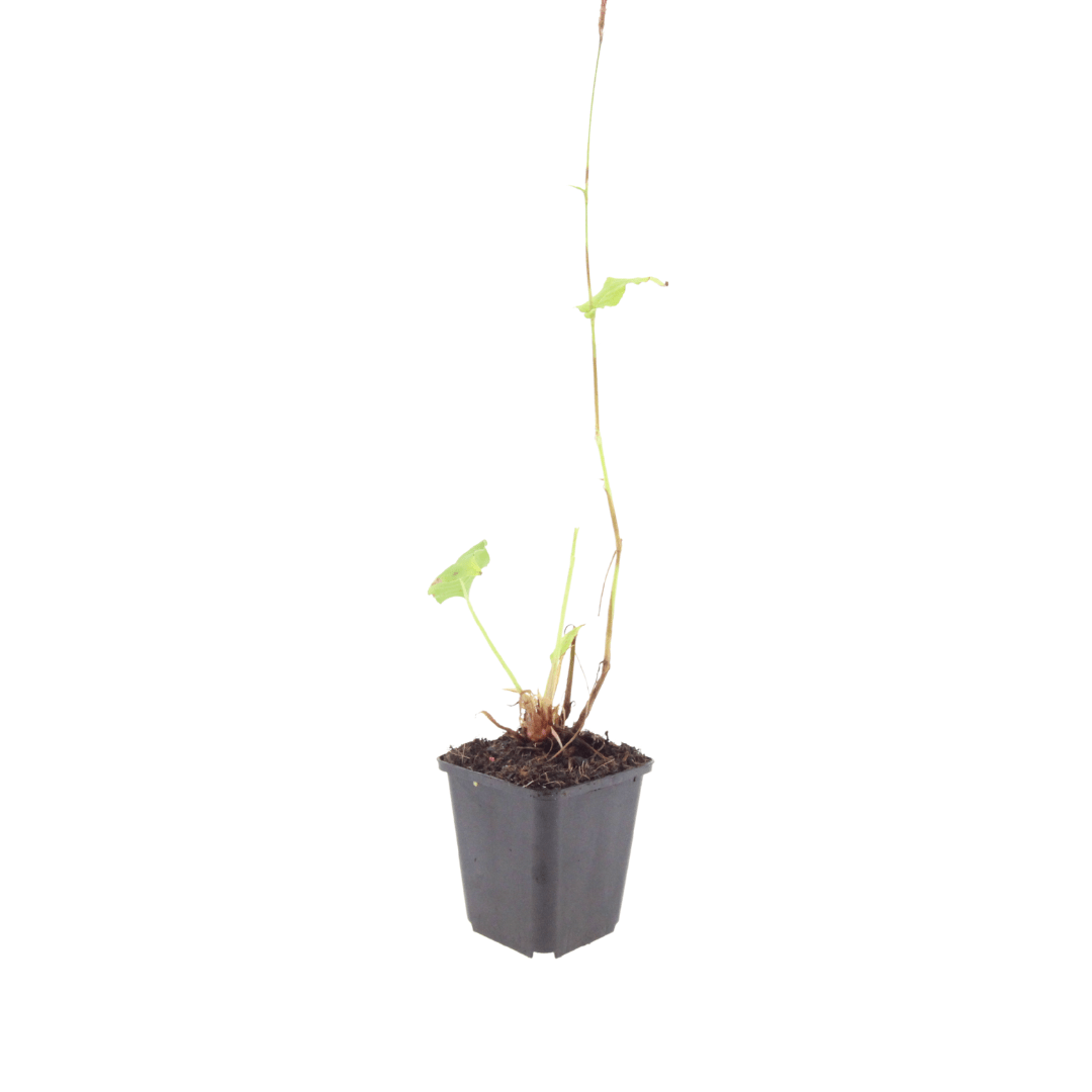 Livraison plante Persicaria superba