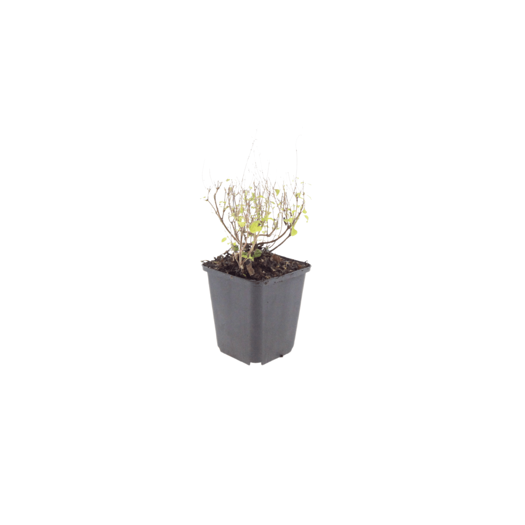 Livraison plante Petit calament