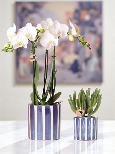 Livraison plante Phalaenopsis Amabilis blanche en pot Painted Stripe bleu