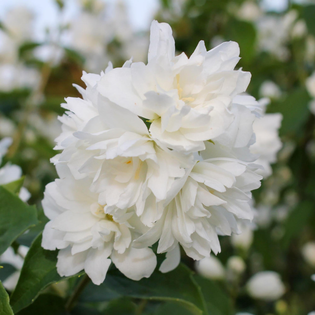 Livraison plante Philadelphus Snowbelle – Pot 17 cm – Hauteur 45 cm