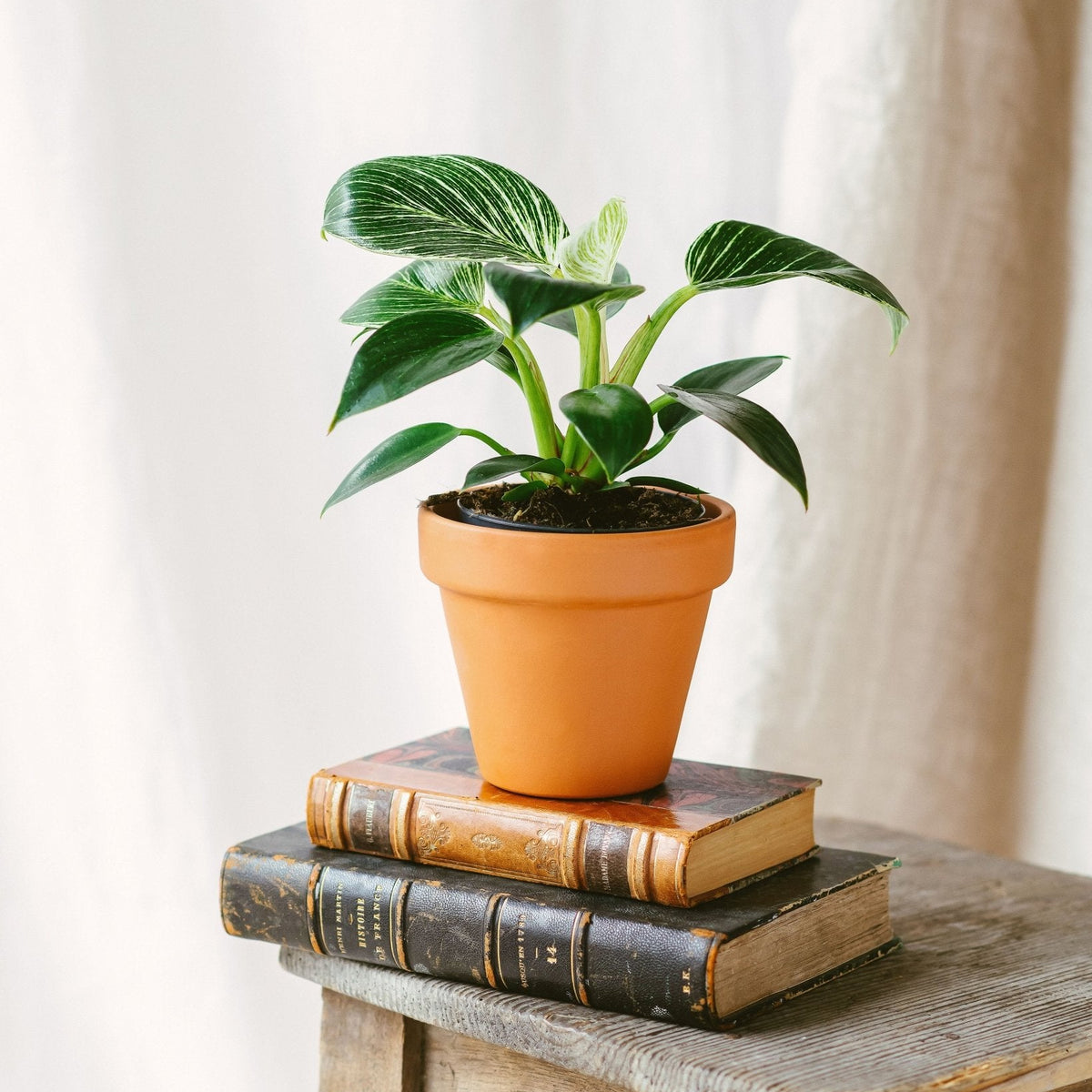 Philodendron Birkin: Elegante Pflanze, pflegeleicht