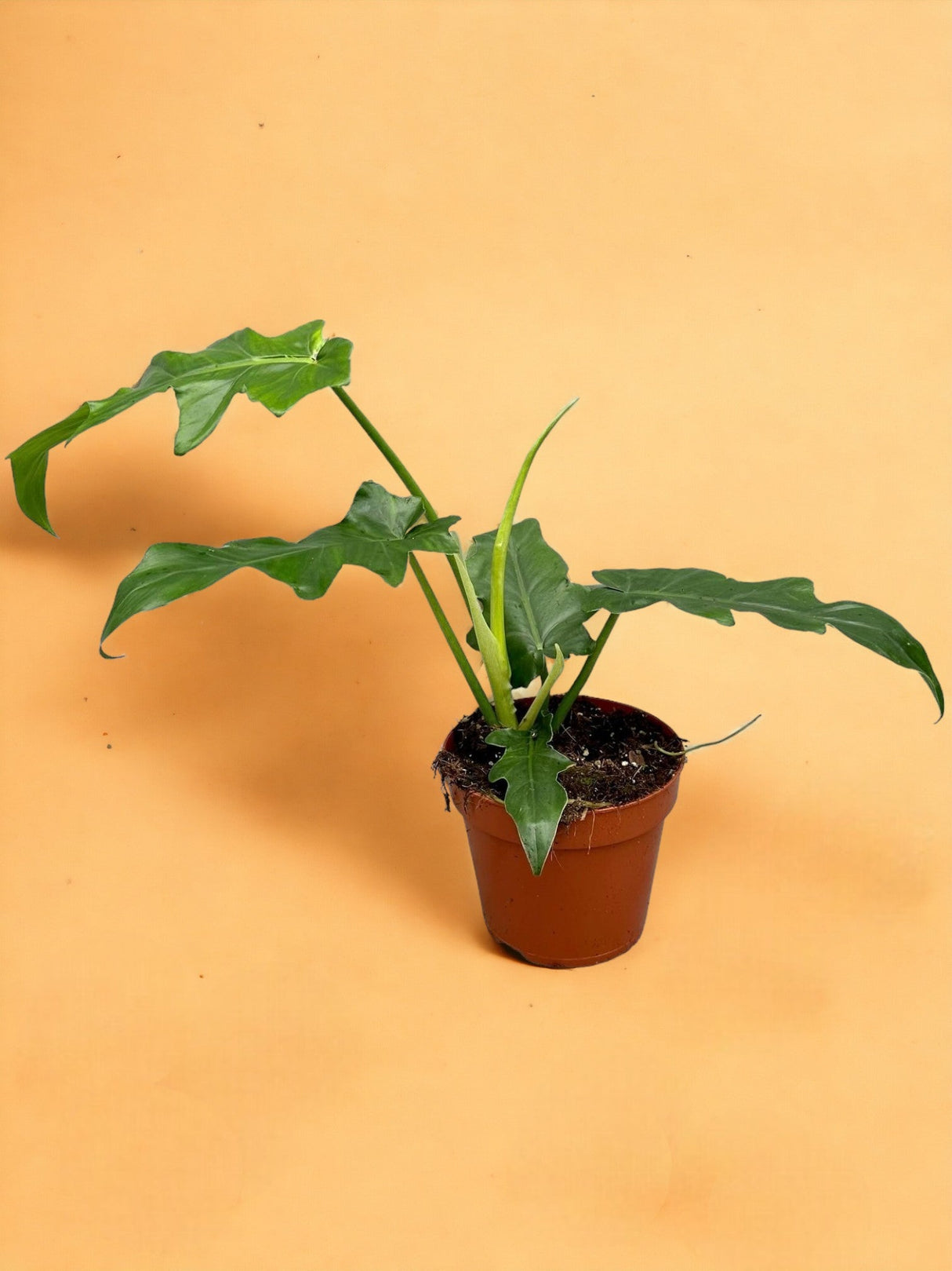 Livraison plante Philodendron Bob Cee