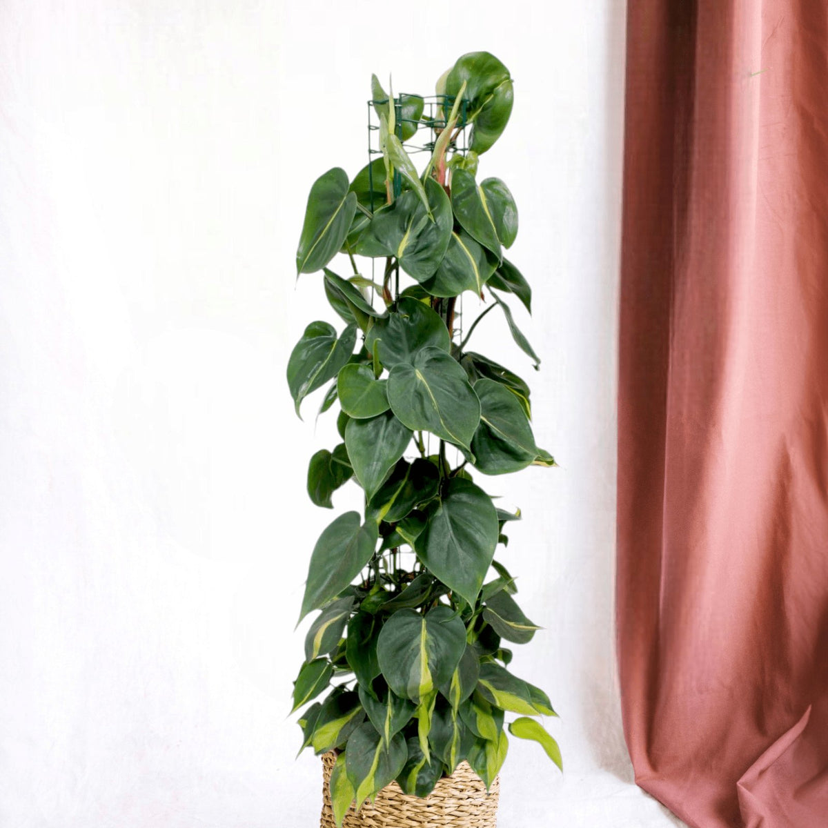 Philodendron Brasil – Bunte Zimmerpflanze, pflegeleicht