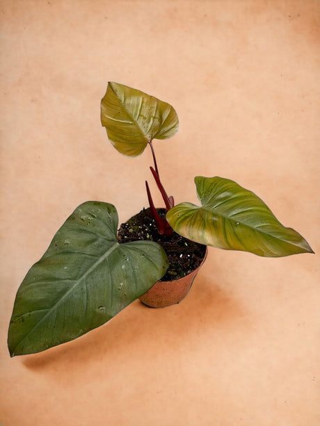 Livraison plante Philodendron Dark Lord