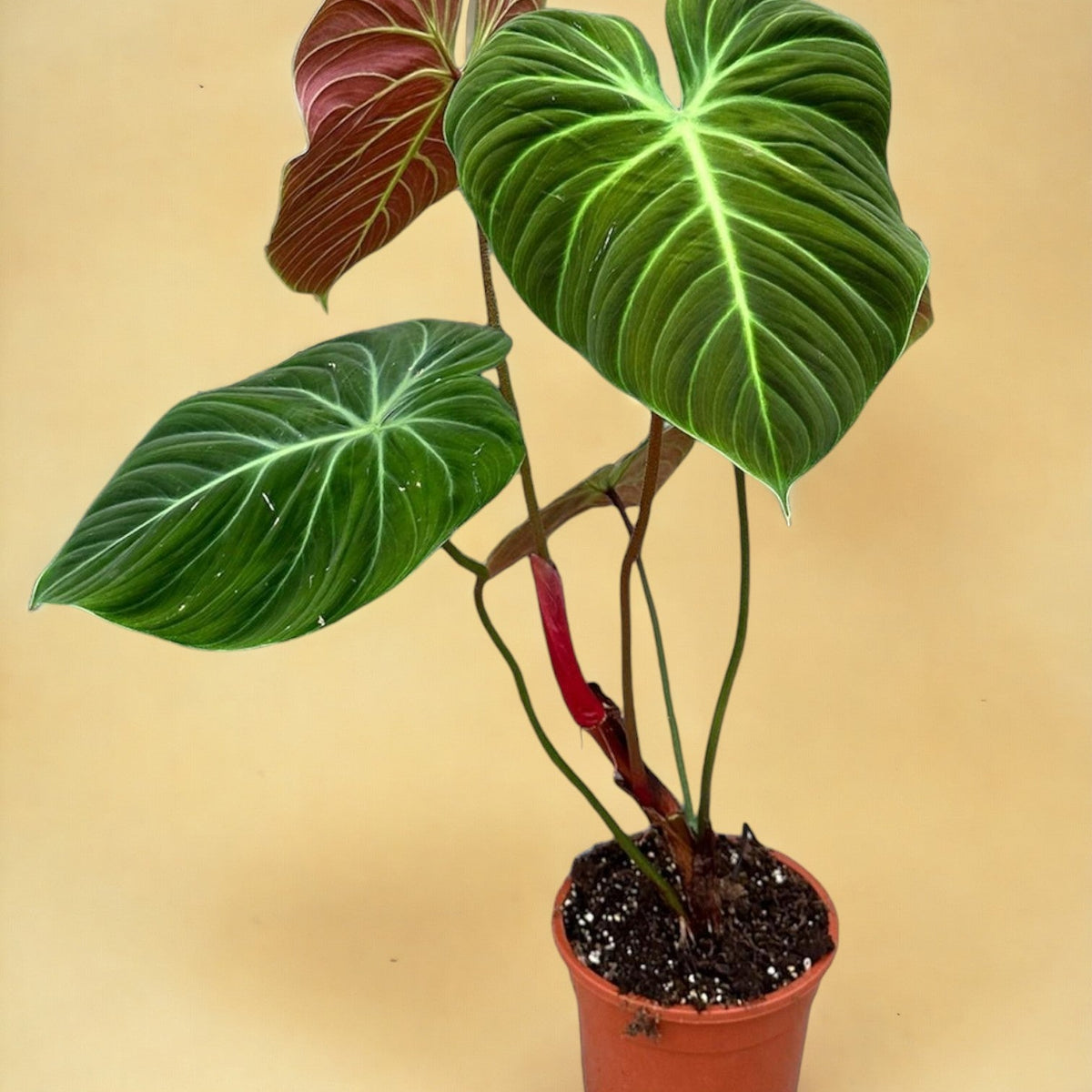Philodendron El Choco Red – Exotische Zimmerpflanze 19 cm