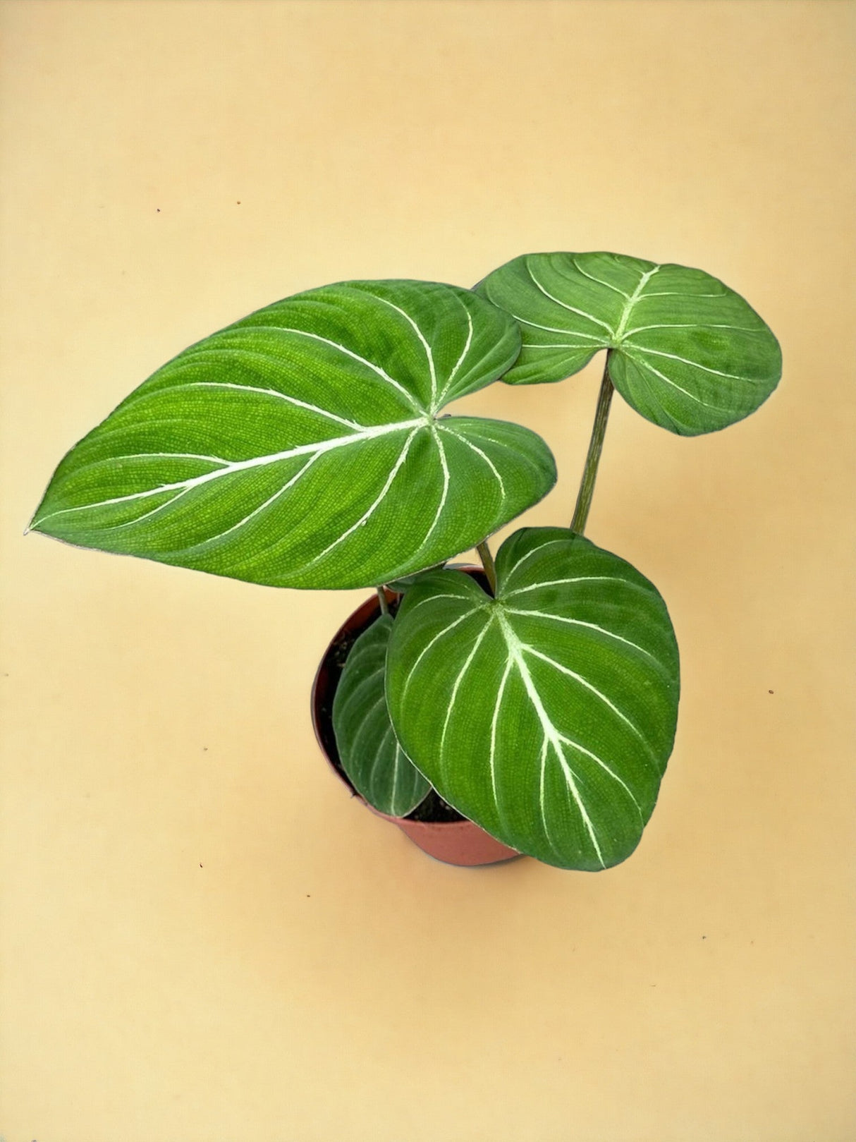 Livraison plante Philodendron Gloriosum