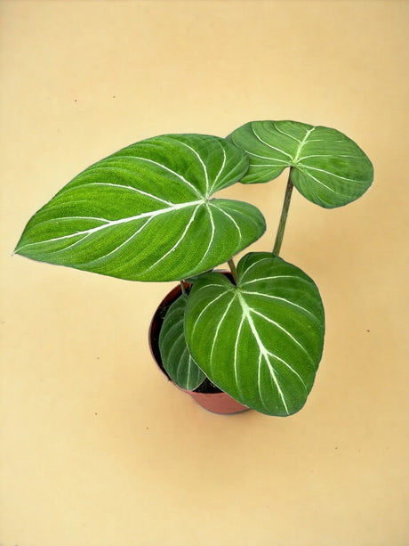 Livraison plante Philodendron Gloriosum
