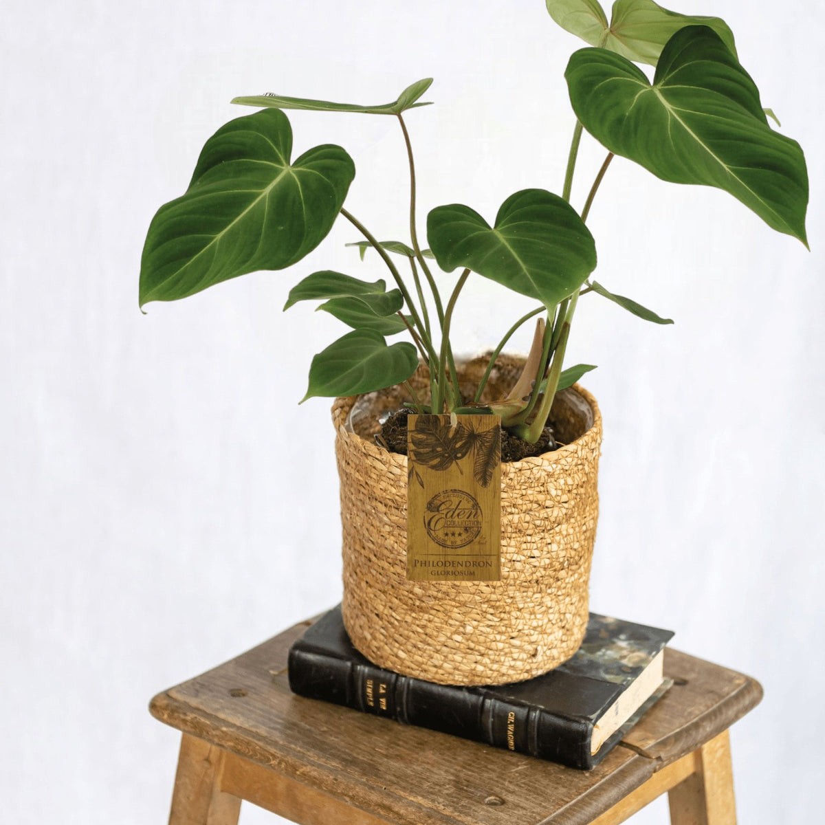 Philodendron Gloriosum – seltene und prächtige tropische Pflanze