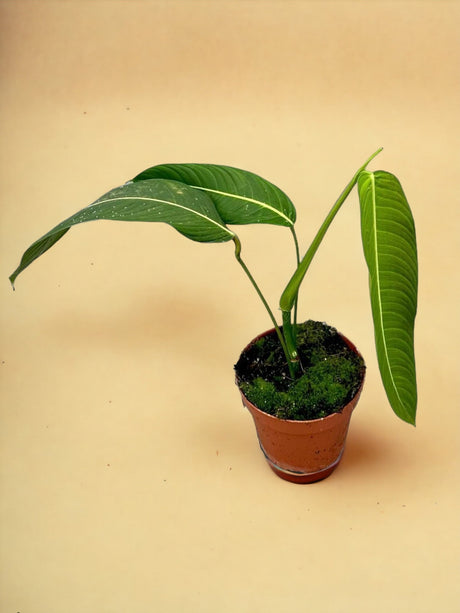 Livraison plante Philodendron Heterocraspedon