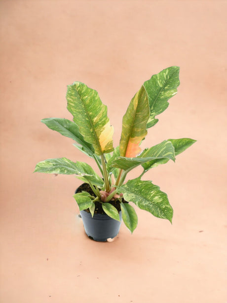 Livraison plante Philodendron Ring of fire