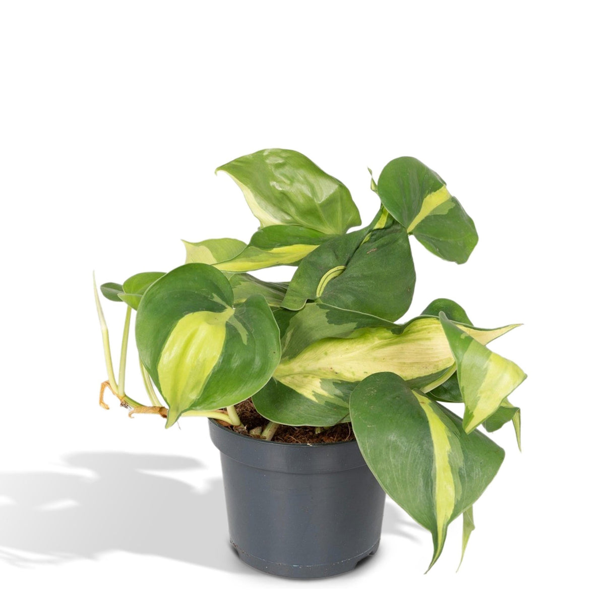 Livraison plante Philodendron Scandens Brasil - h15cm, Ø12cm - plante tombante