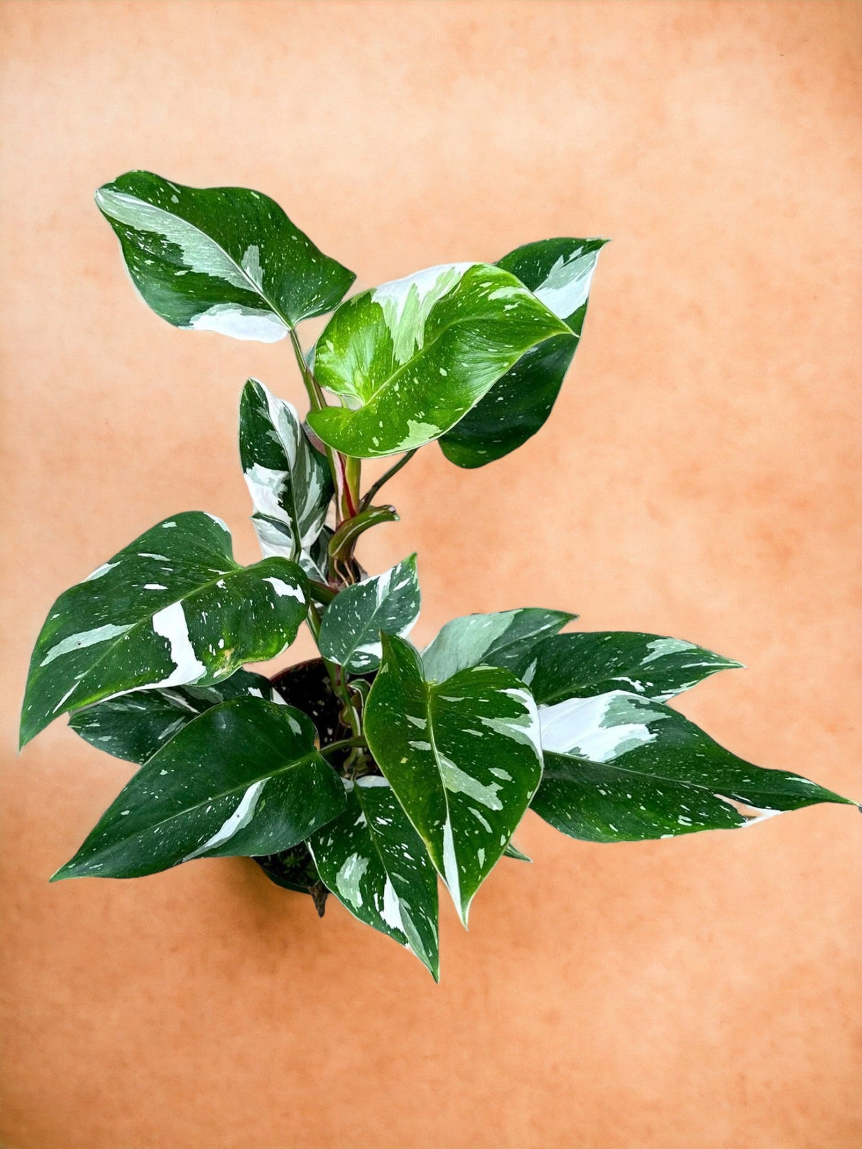 Livraison plante Philodendron White Princess