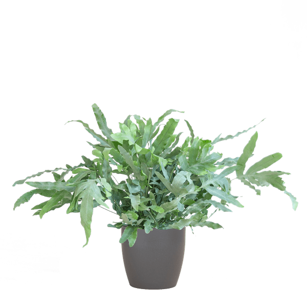 Livraison plante Phlebodium Aureum 'Blue Star' et son pot