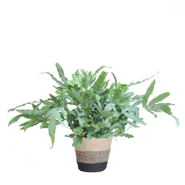 Livraison plante Phlebodium Aureum 'Blue Star' et son pot