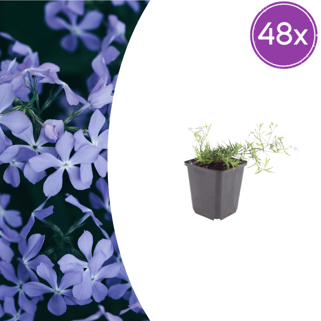 Livraison plante Phlox bleue