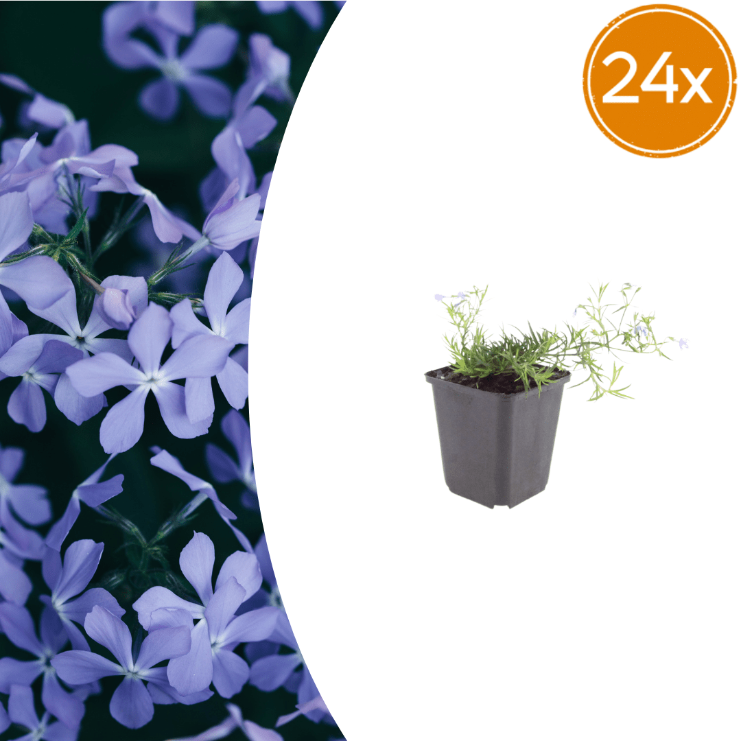 Livraison plante Phlox bleue