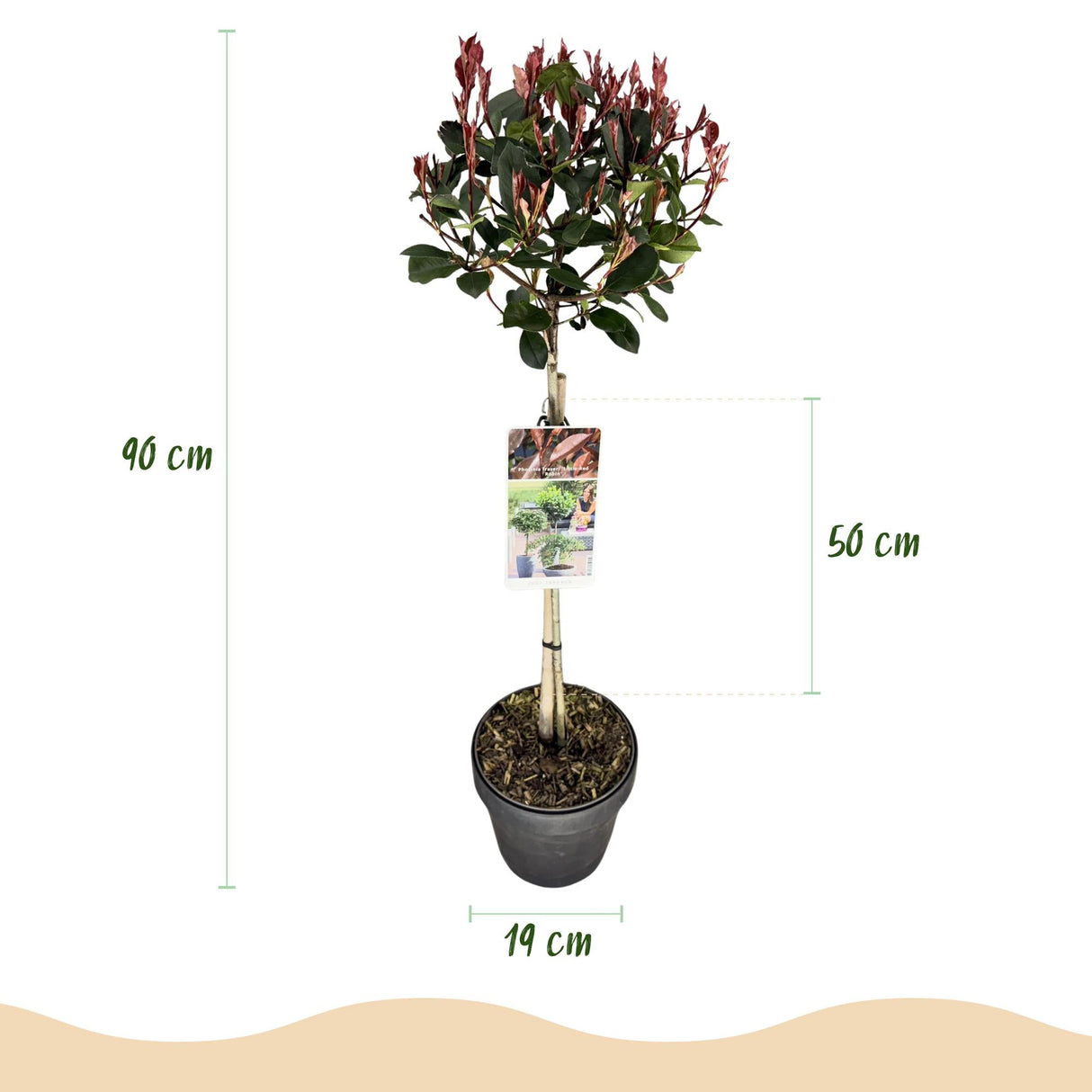 Livraison plante Photinia fraseri Little Red Robin – Pot 19cm – Hauteur 90cm