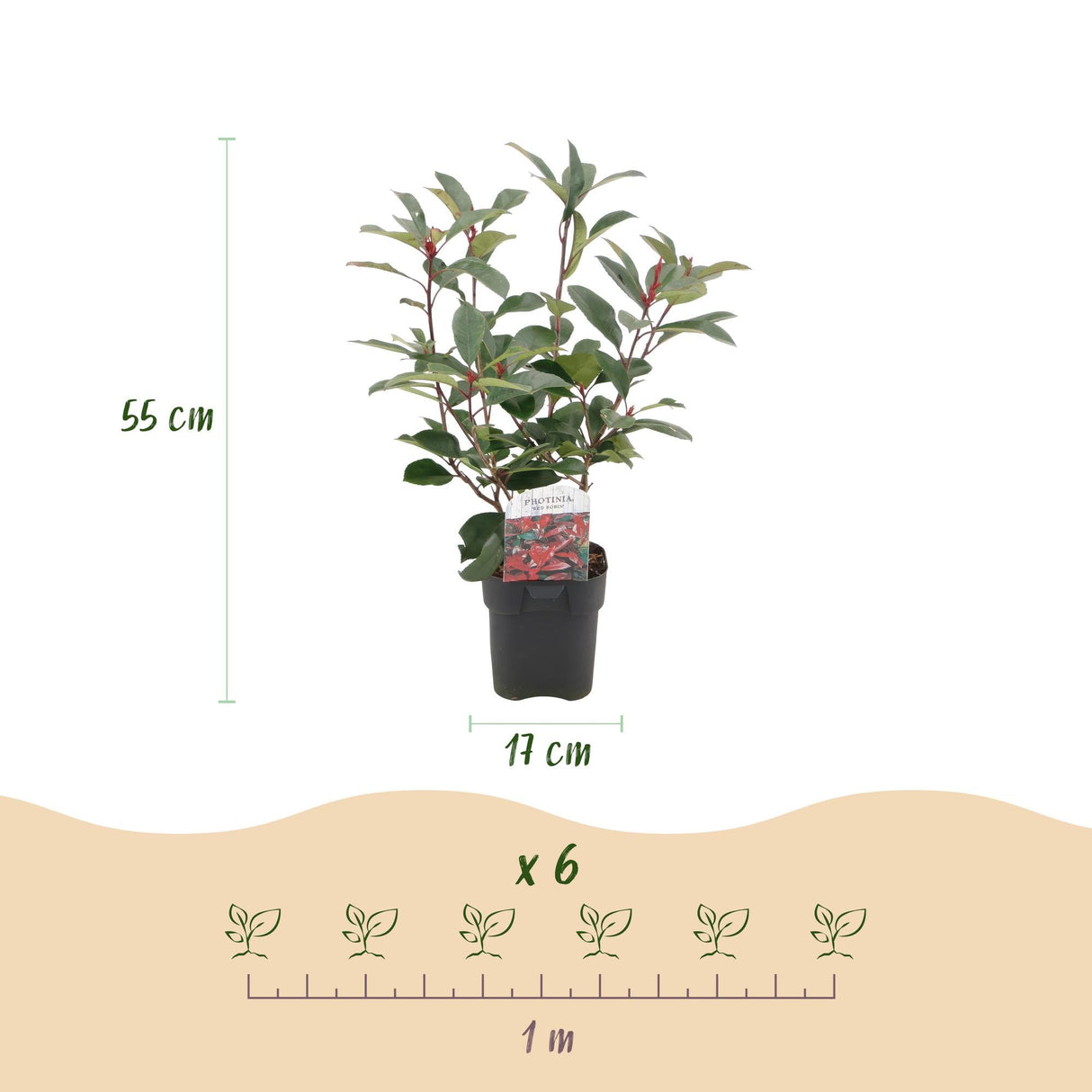 Livraison plante Photinia Red Robin – Lot de 6 – Pot 17 cm – Hauteur 55 cm