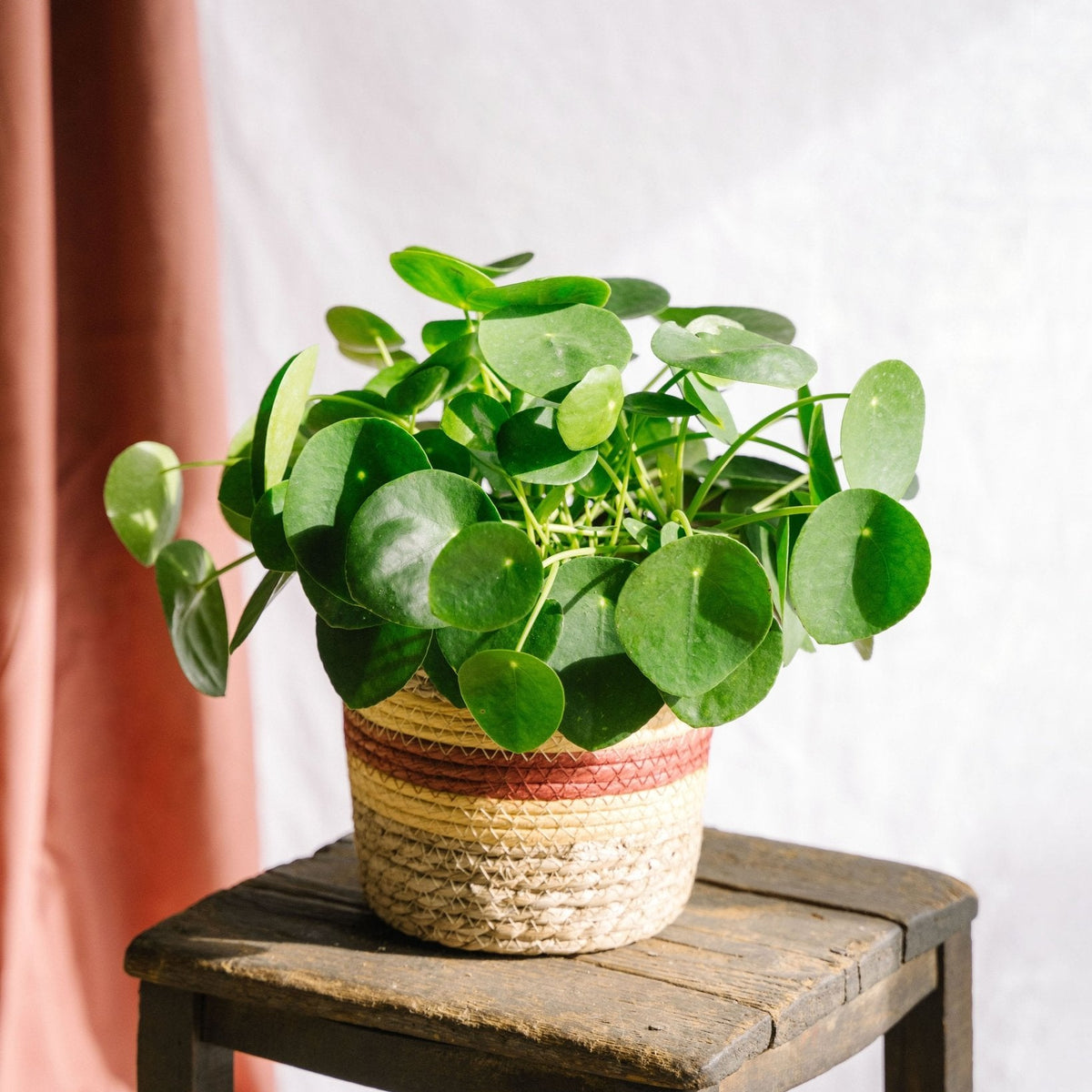 Pilea Peperomioides – dekorative und reine chinesische Geldpflanze
