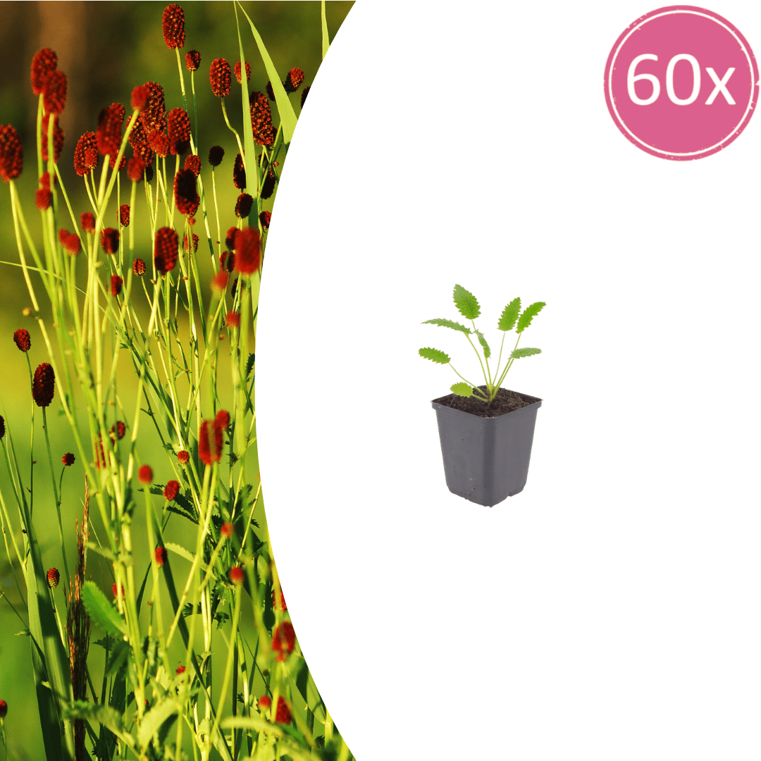 Livraison plante Pimprenelle officinale Tanna