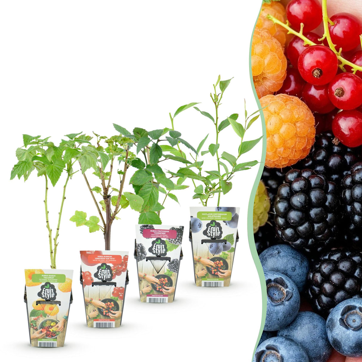 Livraison plante Plantes fruitières Rainbow x4