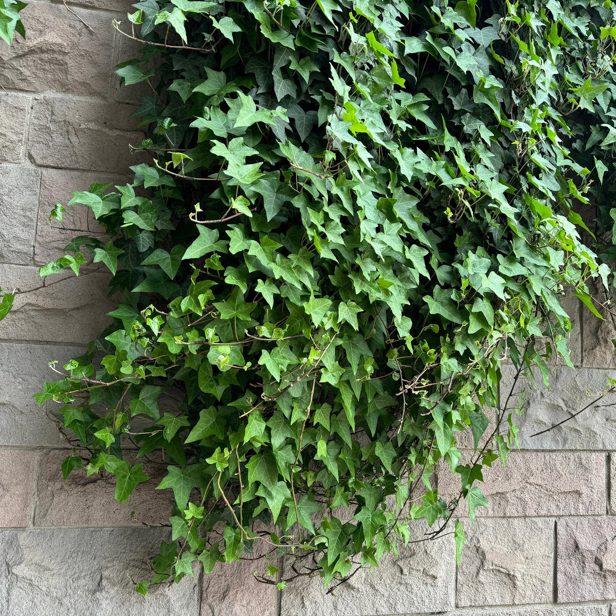 Livraison plante Plantes grimpantes – Lot de 4 – Pot 11 cm – Hauteur 40 cm