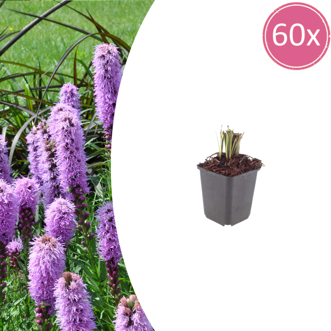 Livraison plante Plume du kansas Liatris spicata