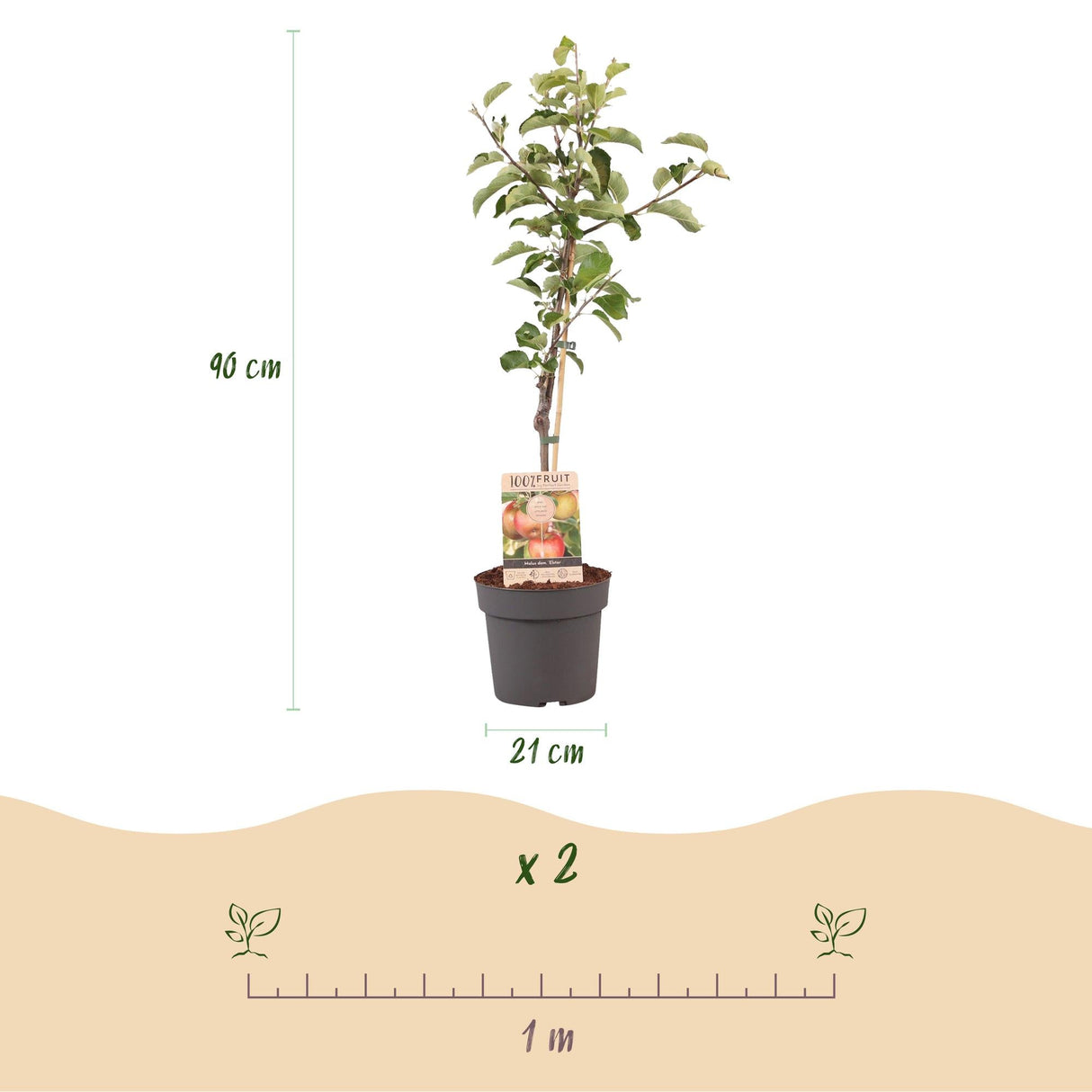 Livraison plante Pommier Elstar – Lot de 1 – Pot 21 cm – Hauteur 90 cm