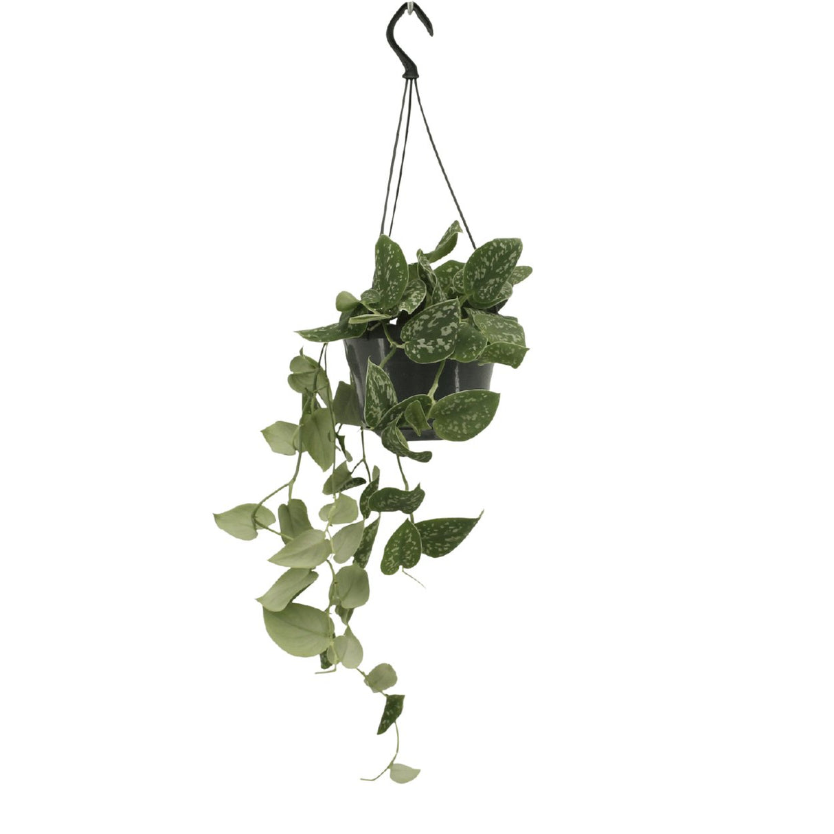 Livraison plante Pothos Scindapsus Pictus Epipremnum h25cm